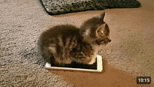 a kitten is laying on top of a cell phone with a timestamp of 10:15