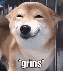 Doge Grins GIF - Doge Grins Yay GIFs