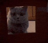 a cat looking out of a cardboard box in a dark room