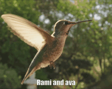 Ava Rami GIF - Ava Rami Avocado GIFs