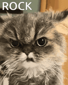 a close up of a cat with the word rock written above it