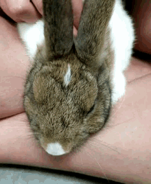 Bunnies Sleeping GIF - Bunnies Sleeping Caress GIFs