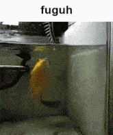 a yellow fish is swimming in a tank with the word fuguh written above it