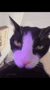 a black and white cat is looking at the camera with a purple light behind it