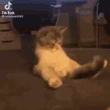 Cat Funny GIF - Cat Funny Reaction GIFs