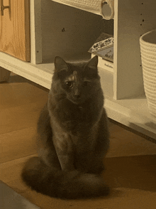 a cat is sitting in front of a bookshelf that has a book called australian