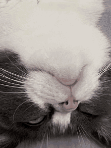 Cat Sleep GIF - Cat Sleep I Want To Sleep GIFs