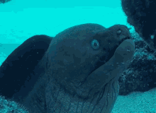 Giant Moray Eel GIF - Giant Moray Eel Gymnothorax Javanicus GIFs