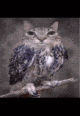 an owl with a cat face is perched on a branch
