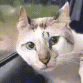 a close up of a cat looking at the camera