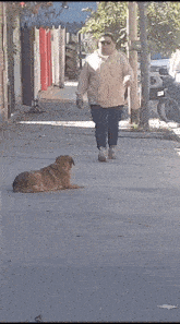Cachorro Caramelo Preguiça GIF - Cachorro Caramelo Preguiça Com Sono GIFs