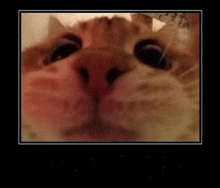a close up of a cat 's face in a framed picture .