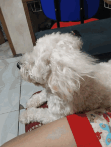 Pet Pup GIF - Pet Pup Puppy GIFs