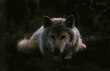 Wolf GIF