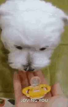 Dog Puppy GIF - Dog Puppy Pacifer GIFs