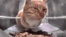Eating Cat Suspicious GIF - Eating Cat Suspicious Suspicious Cat GIFs