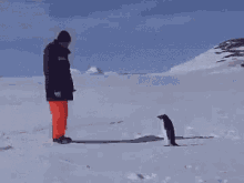 злой пингвин страшно а ну иди сюда GIF