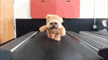 Teddy Exercise  GIF - Teddybear Dog Walk GIFs