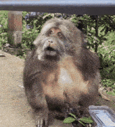 a monkey is sitting next to a plastic container of fruit