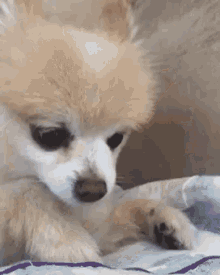 Beastpom Pomeranian GIF