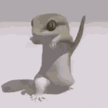Dancing Salamander GIF - Dancing Salamander GIFs