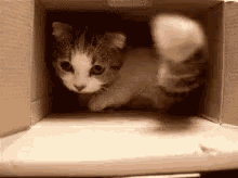 kitten cute scared cat