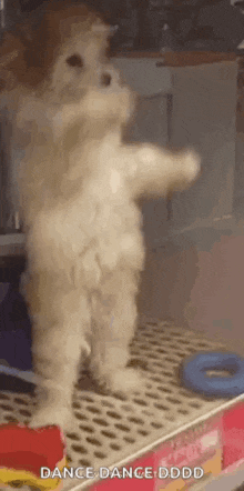 Poodle Dancing Dog Poodle GIF