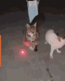Kidi Laser GIF - Kidi Laser Cat GIFs