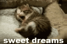 Cat Sweet Dreams GIF - Cat Sweet Dreams Yawn GIFs