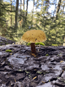 Mushroom Happy GIF - Mushroom Happy GIFs