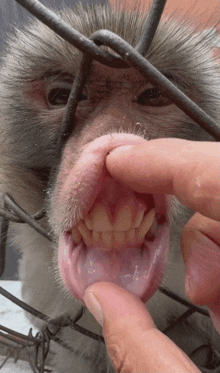 a close up of a person holding a monkey 's teeth