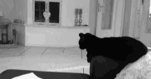 Ha GIF - Black Cat Cat Hi Five GIFs