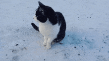 Cat Waiting GIF - Cat Waiting Snow GIFs