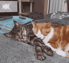 Cat Cat Kiss GIF - Cat Cat Kiss Cat Love GIFs