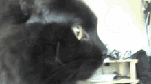 Hiss Cat GIF - Hiss Cat Angry GIFs