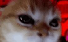 Angry Rraenee Angry Cat GIF - Angry Rraenee Angry Cat GIFs