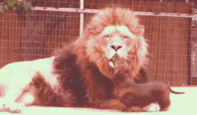 Lion Dog GIF