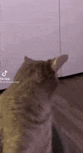 a cat is standing on a wooden floor in front of a wall .