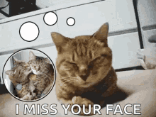 Sad Cat GIF - Sad Cat Sorrow GIFs