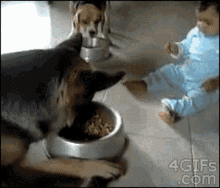 Baby Dog GIF - Baby Dog Bowl GIFs