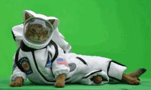 Space Cat GIF