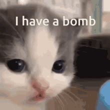 I Have A Bomb Kitty Cat GIF - I Have A Bomb Kitty Cat Lol GIFs