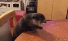 Otter Sea Otter GIF - Otter Sea Otter Can You Believe This Guy GIFs