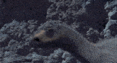 a close up of a horse 's head and neck against a rocky background