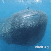 Get Out Of The Way Whale Shark GIF