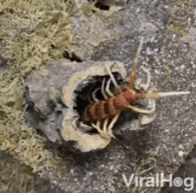 Giant Centipede Scary GIF - Giant Centipede Scary Giant Creature GIFs