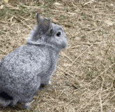 a chinchilla rabbit is sitting on the ground in the grass looking at the camera .