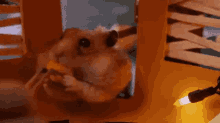 Hamster Hamsters GIF - Hamster Hamsters Cute GIFs