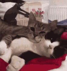 Cat Hugging GIF - Cat Hugging GIFs
