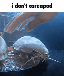 a person 's hand is touching a jellyfish with the caption i do n't careapod